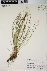 Carex geyeri image