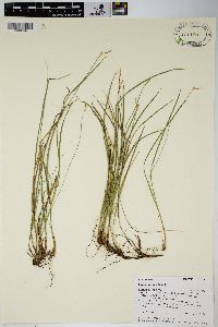 Carex geyeri image