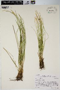 Carex geyeri image