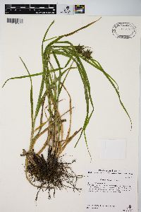 Carex grayi image