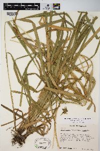 Carex grayi image