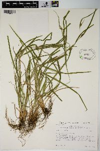 Carex grisea image