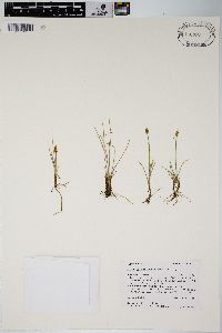 Carex gynocrates image