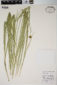 Carex harfordii image