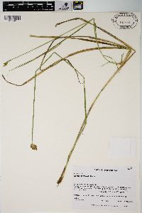 Carex harfordii image