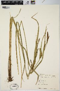 Carex lacustris image