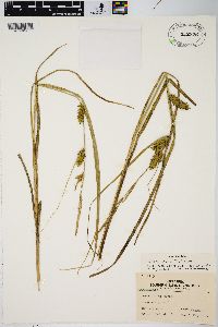 Carex lacustris image