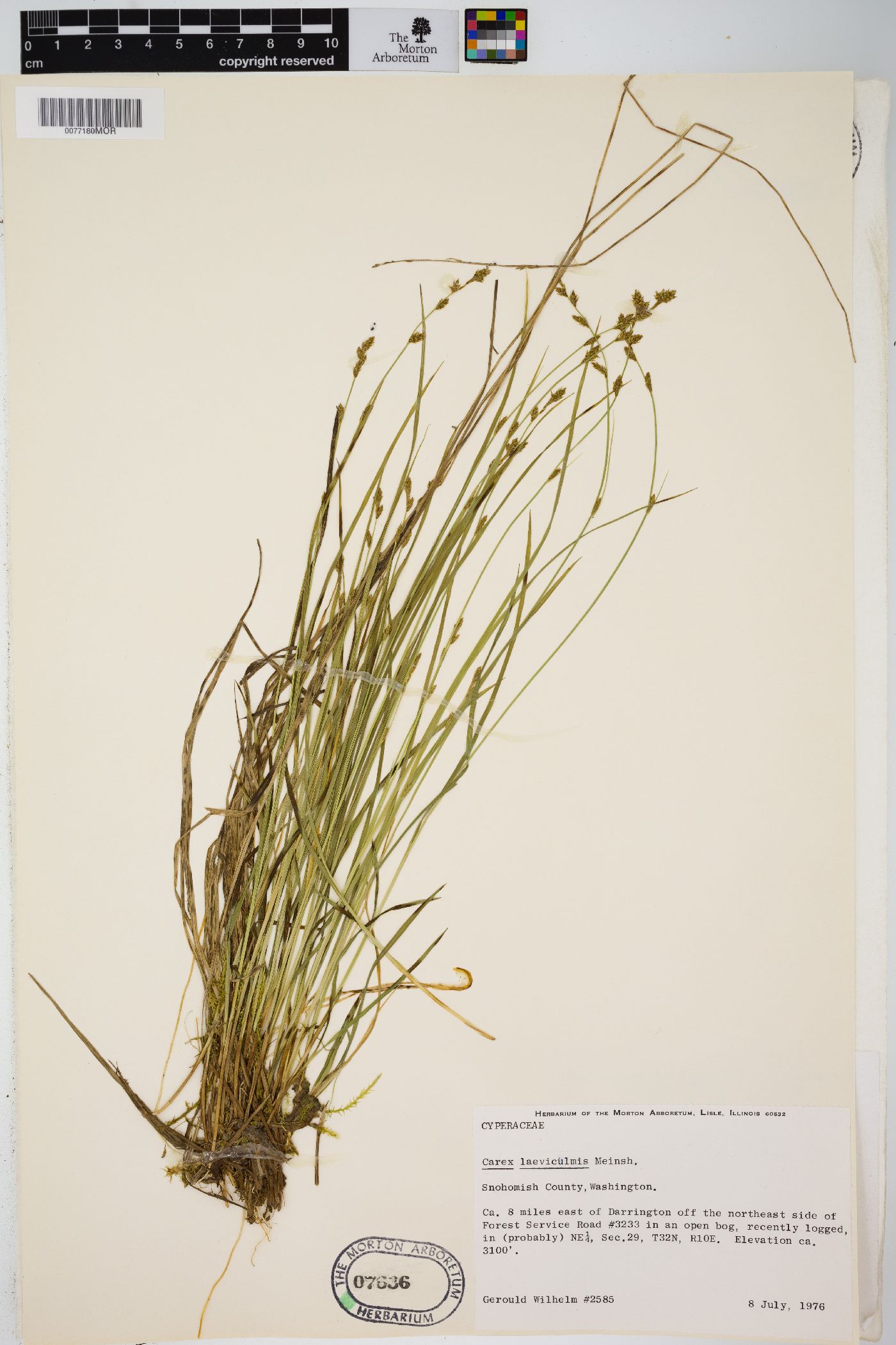Carex laeviculmis image
