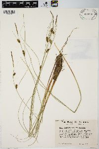 Carex lasiocarpa image