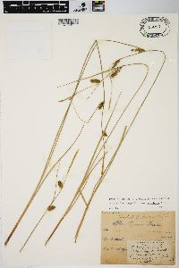 Carex lasiocarpa image