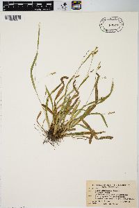 Carex laxiculmis image