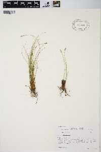 Carex filifolia image