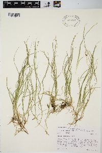 Carex disperma image