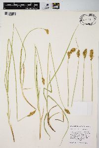 Carex fracta image