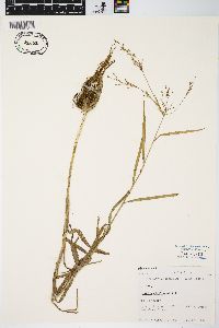 Scirpus divaricatus image