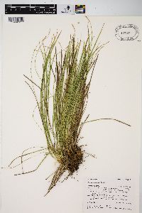 Carex geyeri image