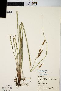 Carex glaucescens image