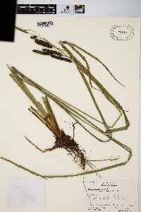 Carex glaucescens image