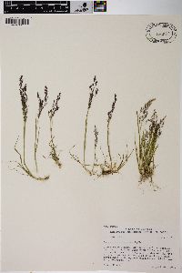 Agrostis variabilis image