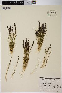 Agrostis variabilis image