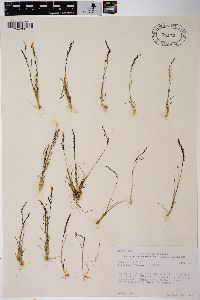 Agrostis variabilis image