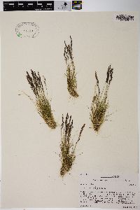 Agrostis variabilis image