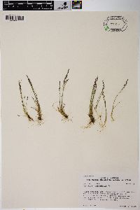 Agrostis variabilis image