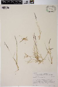 Agrostis variabilis image