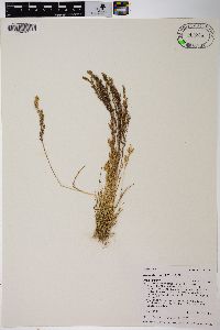 Agrostis variabilis image