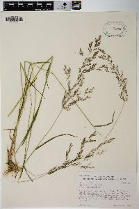 Agrostis stolonifera var. stolonifera image