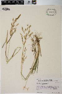 Agrostis stolonifera var. stolonifera image