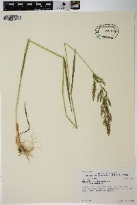 Agrostis stolonifera var. stolonifera image