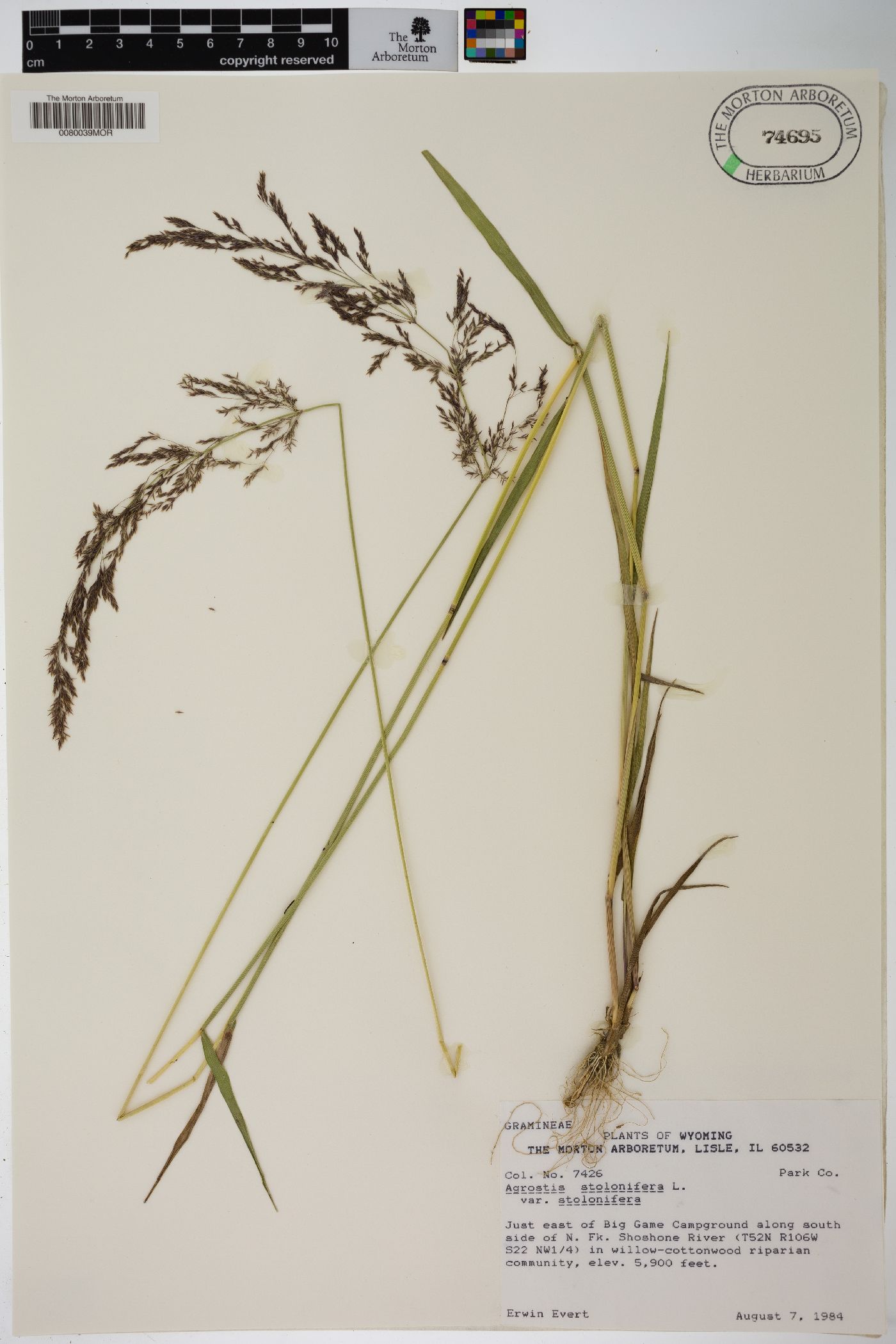 Agrostis stolonifera var. stolonifera image