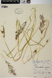 Agrostis stolonifera var. stolonifera image