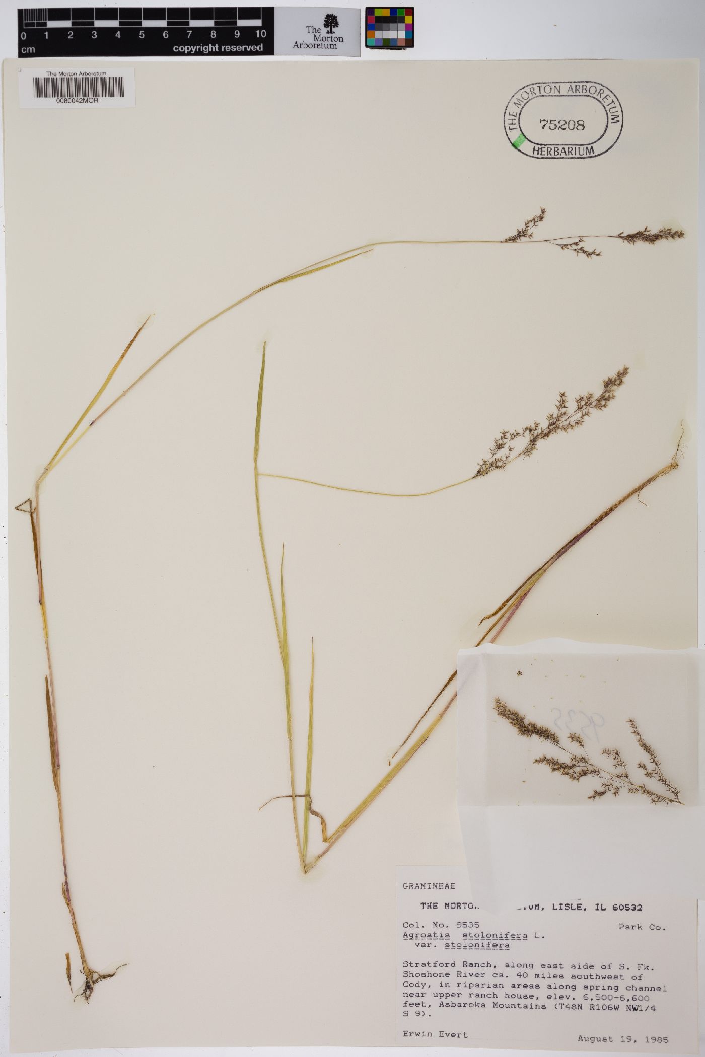 Agrostis stolonifera var. stolonifera image