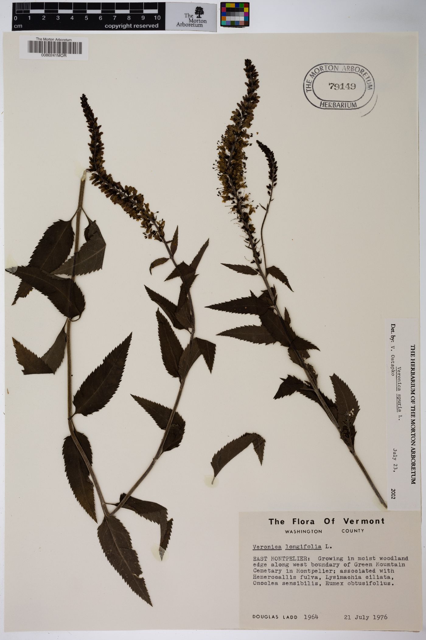 Veronica spuria image