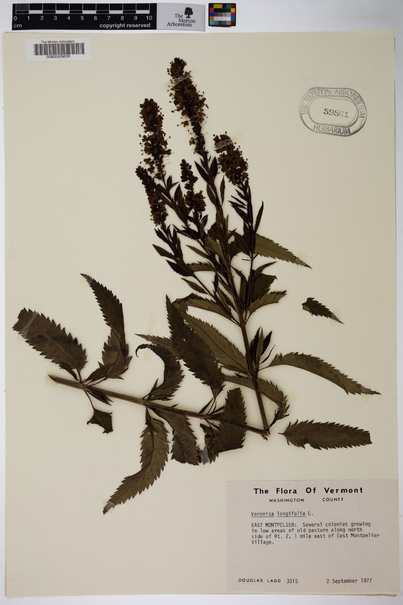 Veronica longifolia image