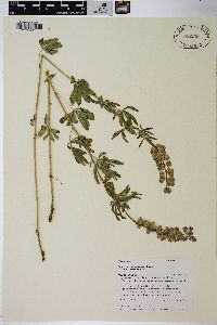 Lupinus argenteus var. argenteus image