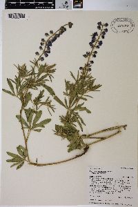 Lupinus argenteus var. argenteus image