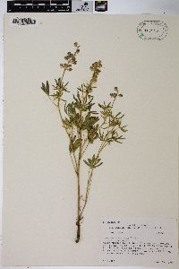 Lupinus argenteus var. argenteus image