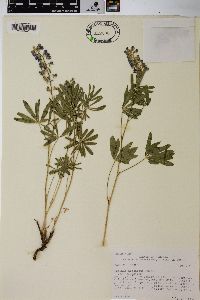 Lupinus argenteus var. argenteus image