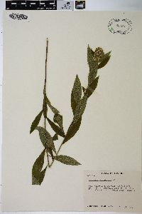 Solidago petiolaris image