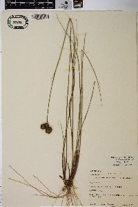 Juncus megacephalus image