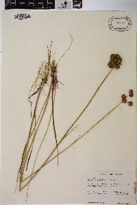 Juncus megacephalus image