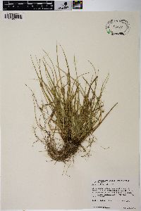 Carex willdenowii image