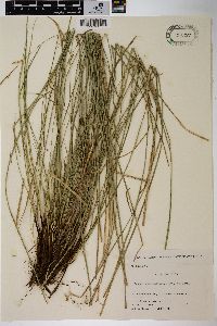 Carex stenostachys image