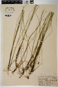 Carex sterilis image