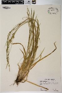 Carex styloflexa image