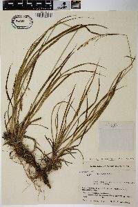 Carex hondoensis image