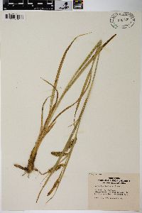 Carex hyalinolepis image